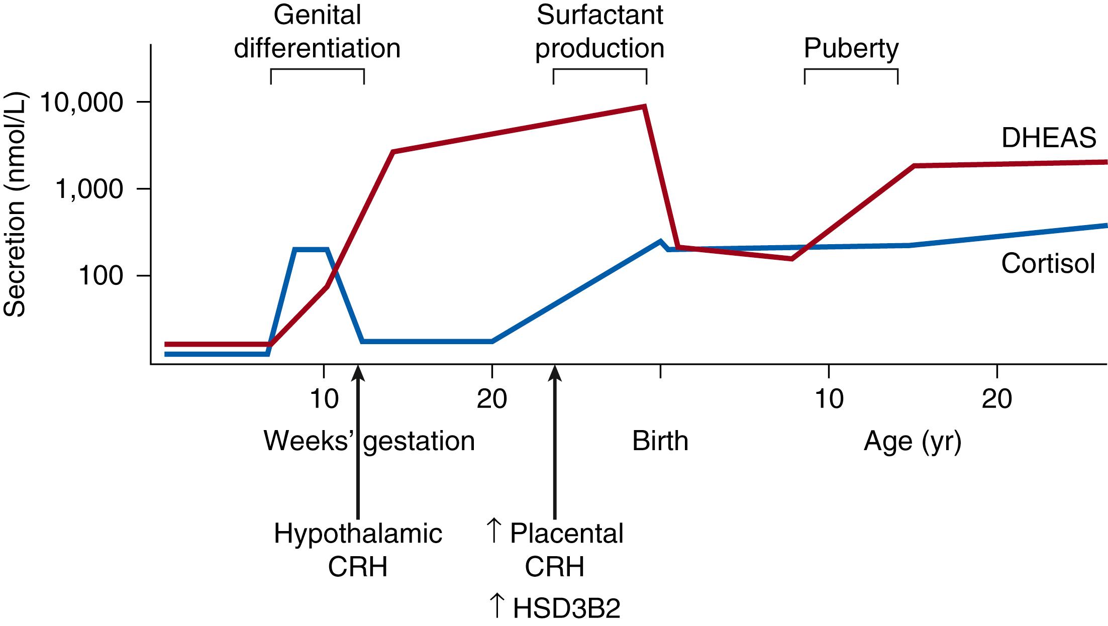 Fig. 144.4, Ontogeny of cortisol secretion by the fetal adrenal cortex in human development. Time course of hypothalamic and placental corticotropin-releasing hormone (CRH) , and adrenal HSD3B2 , expression relative to other fetal events are displayed. DHEAS , Dehydroepiandrosterone sulfate.