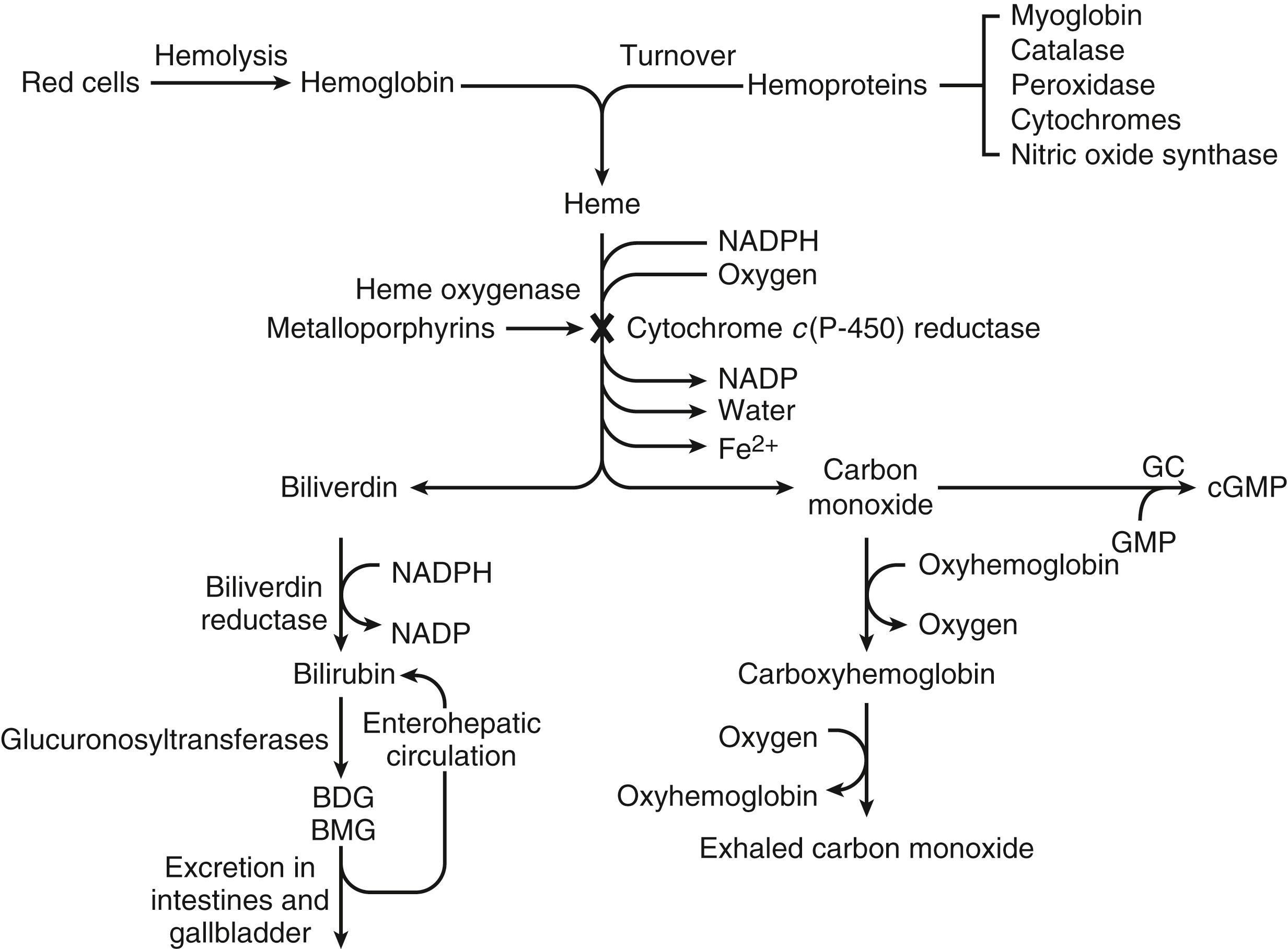 Fig. 90.1, Metabolic pathway for the degradation of heme and the formation of bilirubin. BDG, Bilirubin diglucuronide; BMG, bilirubin monoglucuronide; cGMP, cyclic guanosine monophosphate; GC, guanylyl cyclase; GMP, guanosine monophosphate; NADP, nicotinamide adenine dinucleotide; NADPH, nicotinamide adenine dinucleotide phosphate.