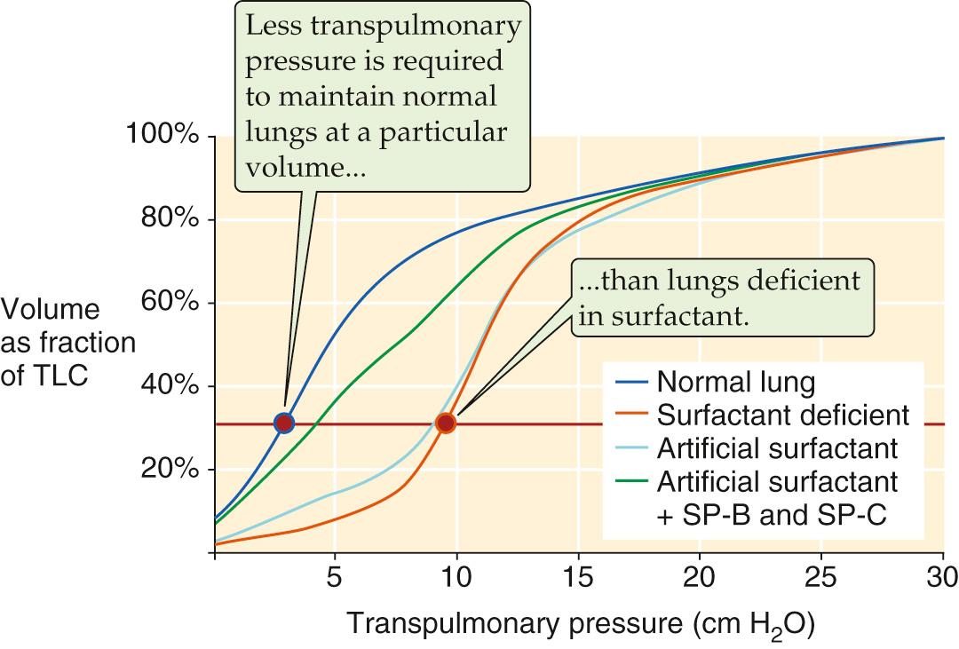 Figure 57-2, Effects of surfactant on the deflation limb of a static pulmonary pressure-volume diagram. These results are from experiments on normal rat lungs, lungs made surfactant deficient by saline lavage, and lavaged lungs subsequently treated with either DPPC or an extract from a calf-lung lavage (which also contains surfactant apoproteins SP-B and SP-C). TLC, total lung capacity.