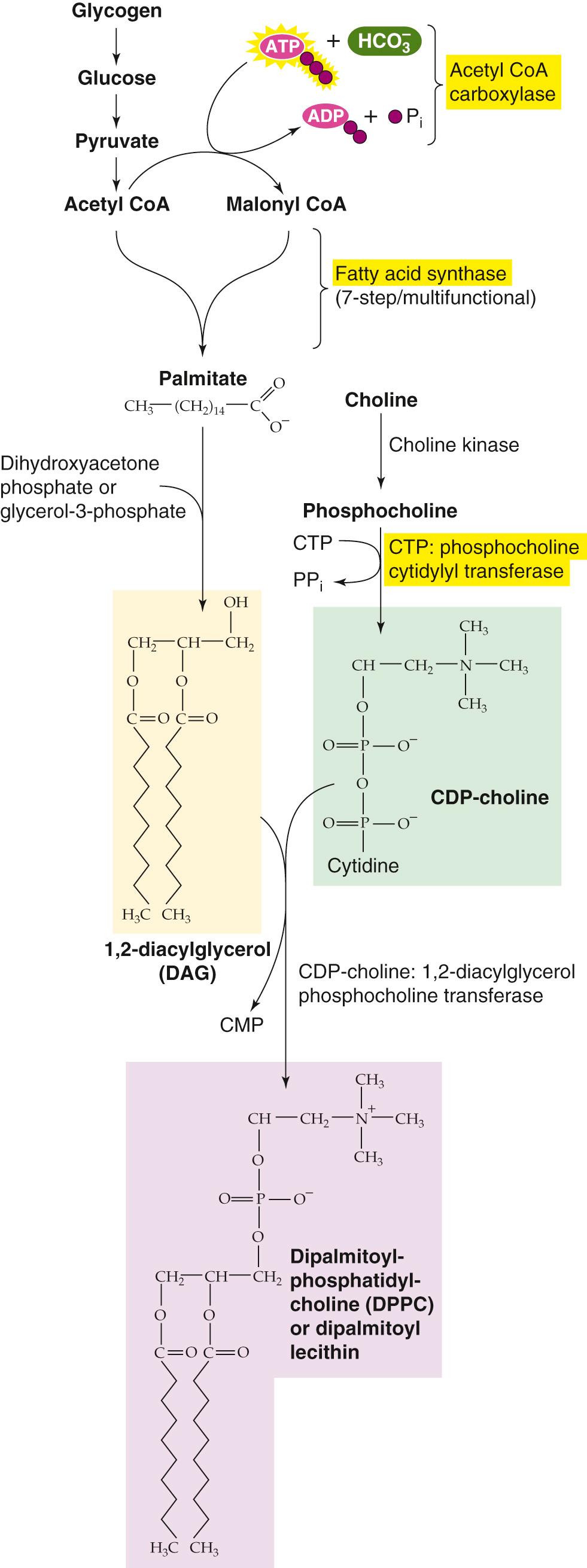 eFigure 57-1, Synthesis of DPPC. Before birth, cortisol upregulates several enzymes (highlighted in yellow) that are important for the synthesis of surfactant. CoA, coenzyme A; CDP, cytidine diphosphate; CMP, cytidine monophosphate; CTP, cytidine triphosphate; P i , inorganic phosphate; PP i , inorganic pyrophosphate.