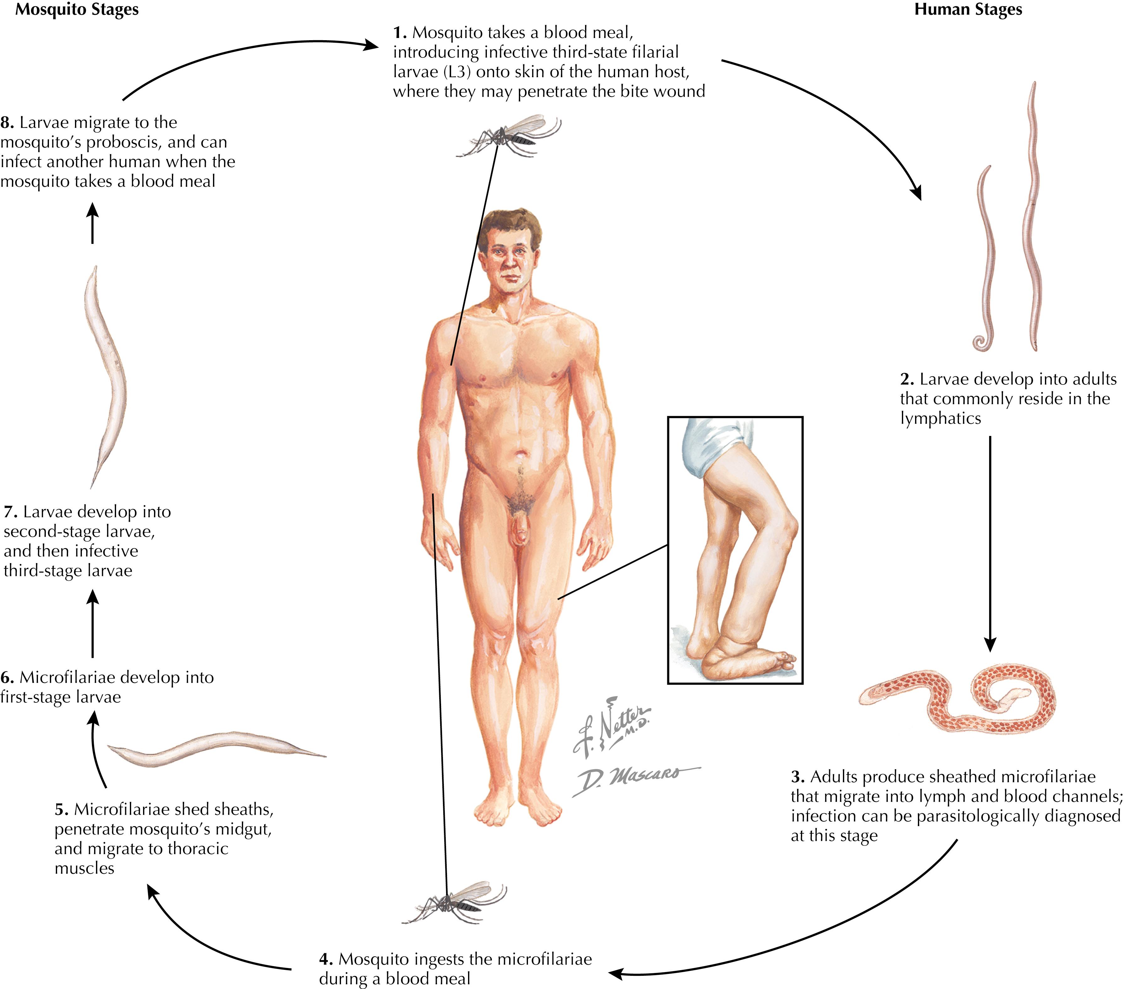 Fig. 84.3, Life cycle of Wuchereria bancrofti.