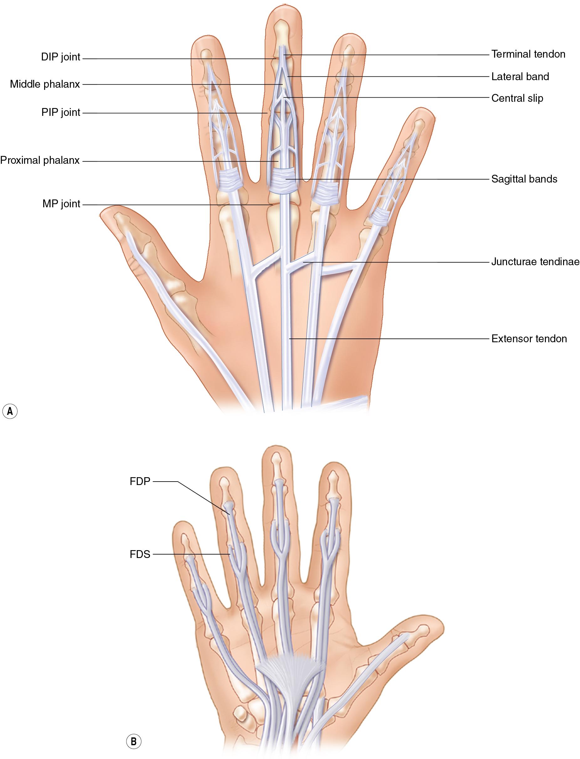 FIGURE 3.1, A-B, Finger anatomy.