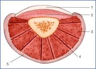 Fig. 9.2, Distal Pulp (Cross Section).