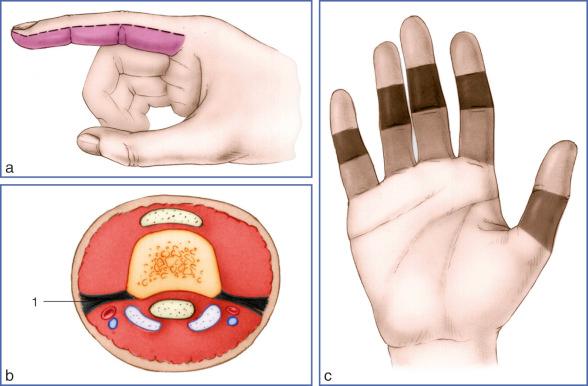 Fig. 9.39, Topographical and Functional Anatomy.