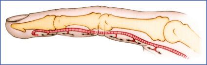 Fig. 9.40, Arterial Vascularization of Palmar Surface of Fingers