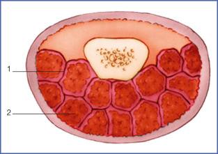 Fig. 9.5, Proximal Pulp (Cross Section).