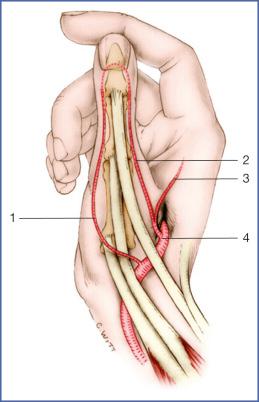 Fig. 9.58, Vascularization of Dorsal Skin of Thumb.