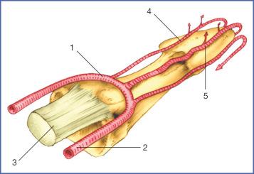 Fig. 9.6, Pulp Vascularization.