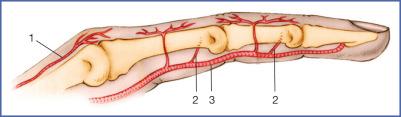 Fig. 9.62, Role of the Palmar Digital Arterial Network in Dorsal Vascularization.