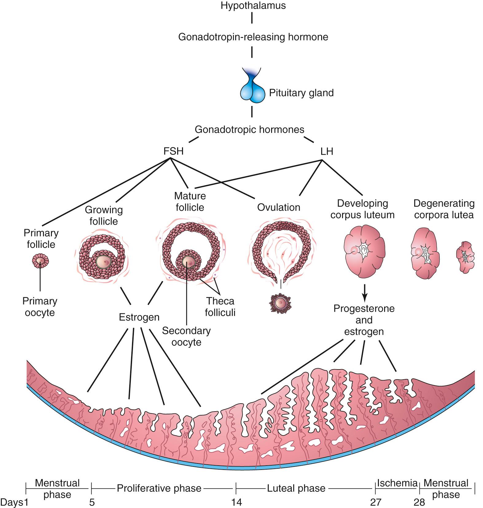 Fig. 2.7, Schematic drawings illustrating the interrelations of the hypothalamus of the brain, pituitary gland, ovaries, and endometrium. One complete menstrual cycle and the beginning of another are shown. Changes in the ovaries, the ovarian cycle, are induced by the gonadotropic hormones (follicle-stimulating hormone [FSH] and luteinizing hormone [LH] ). Hormones from the ovaries (estrogens and progesterone) then promote cyclic changes in the structure and function of the endometrium, the menstrual cycle. Thus, the cyclic activity of the ovary is intimately linked with changes in the uterus. The ovarian cycles are under the rhythmic endocrine control of the pituitary gland, which in turn is controlled by the gonadotropin-releasing hormone produced by neurosecretory cells in the hypothalamus.