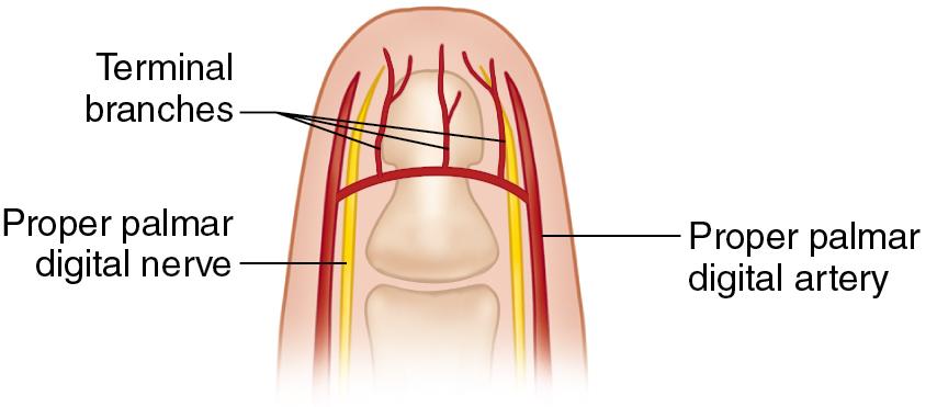 FIGURE 87.2, Neurovascular supply to V-Y flap.