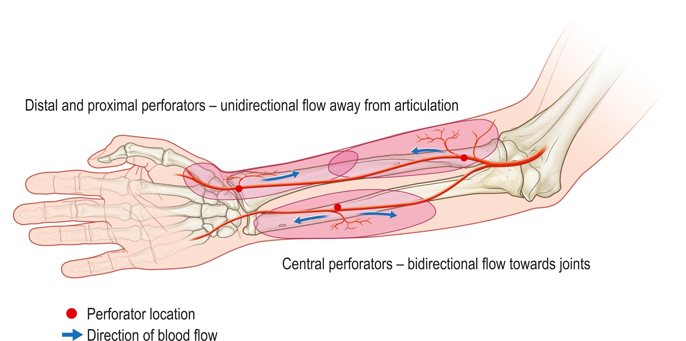 Figure 24.19, Direction of perforator flow between articulations.