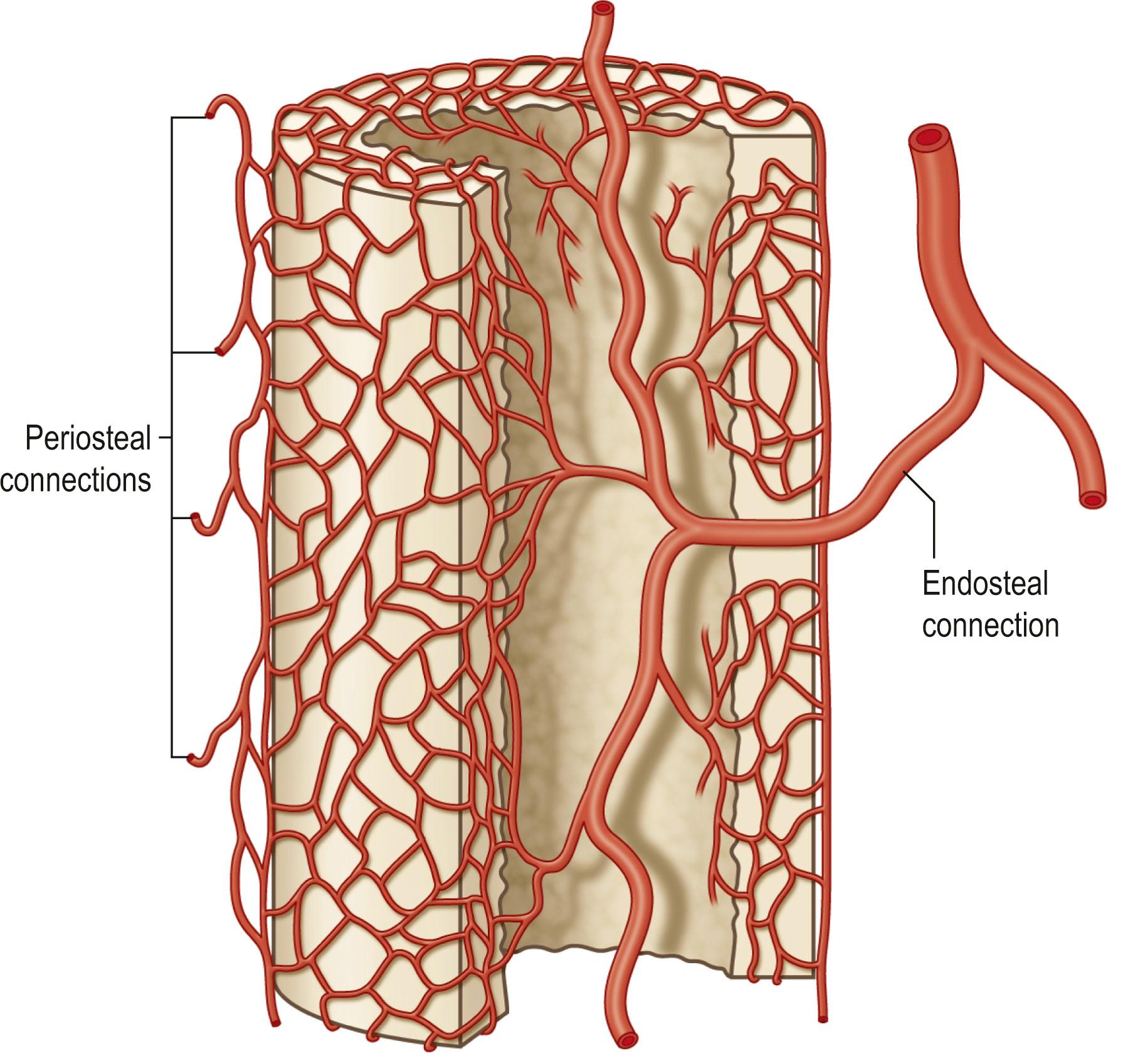 Figure 24.23, Flap vascular connections to bone.