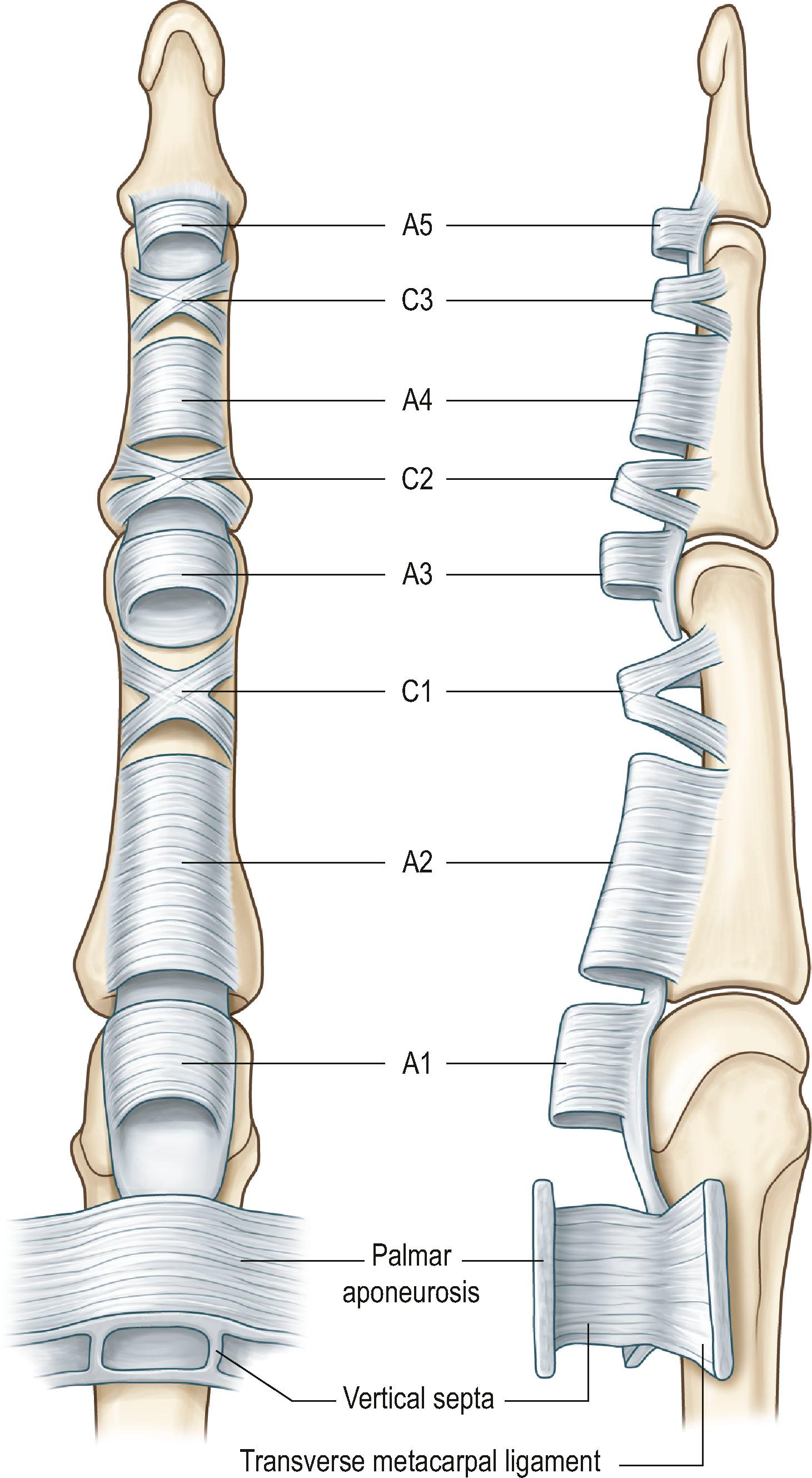 Figure 9.1, Annular pulleys (condensed, rigid, and heavier annular bands) and cruciate pulleys (filmy cruciform bands) are present in the fingers. There are five annular pulleys (A1–A5), three cruciate pulleys (C1–C3), and one palmar aponeurosis (PA) pulley.