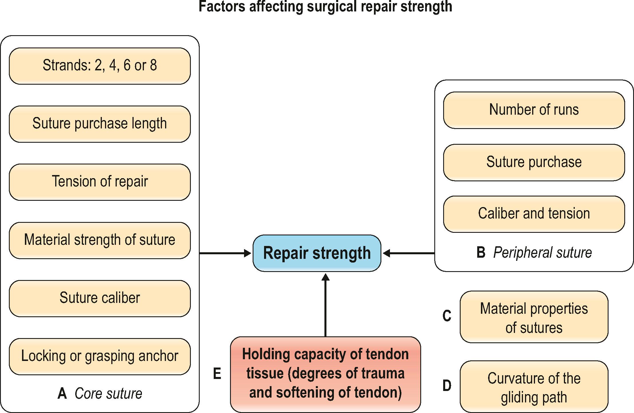 Figure 9.6, Factors affecting the surgical repair strength of the tendon.