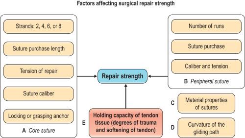 Figure 24.7, Factors affecting the surgical repair strength of the tendon.