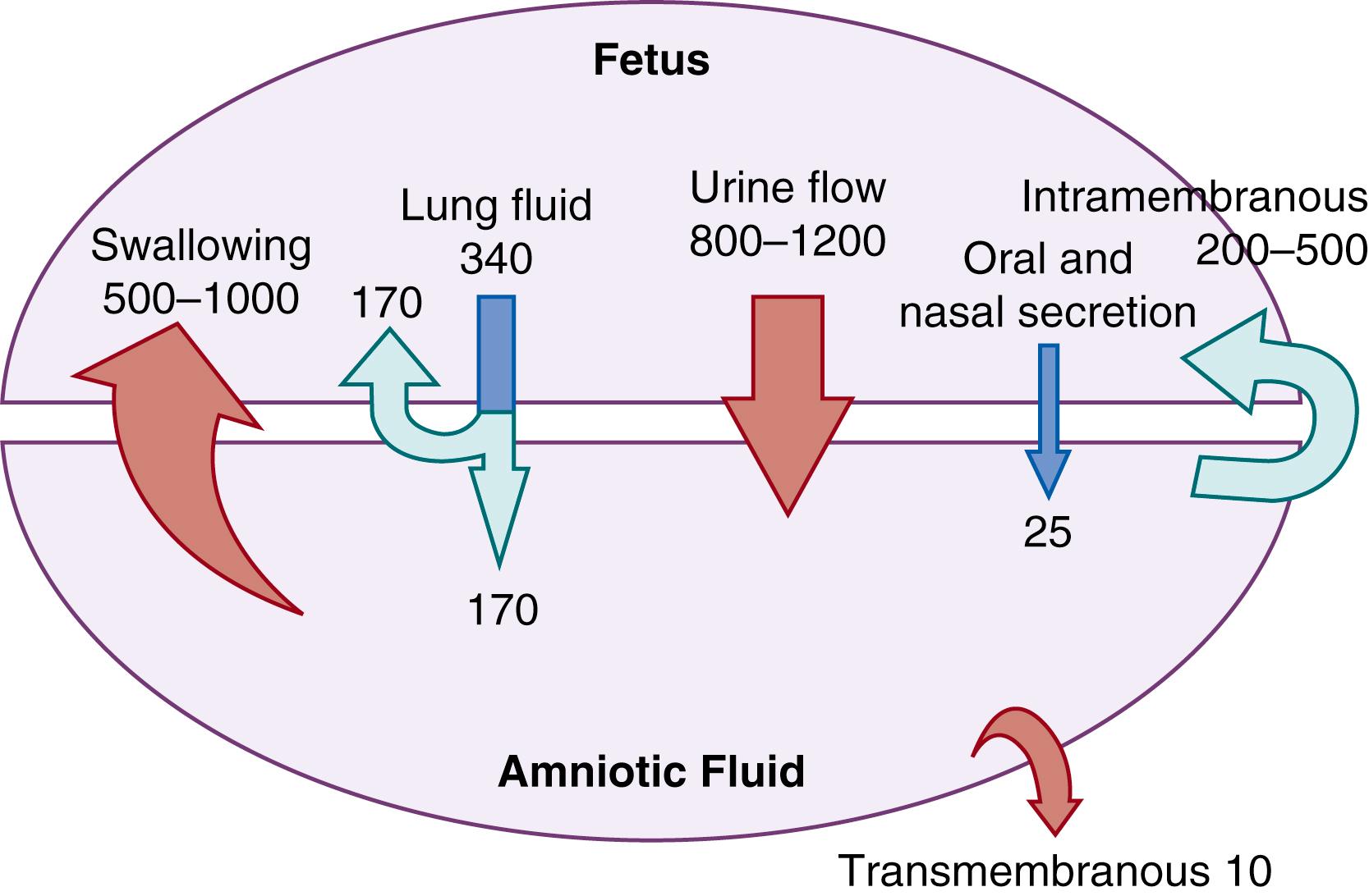 Fig. 105.4, Summary of water flows into and out of the amniotic space in late gestation (mL/day). Arrow size is proportional to flow rate.
