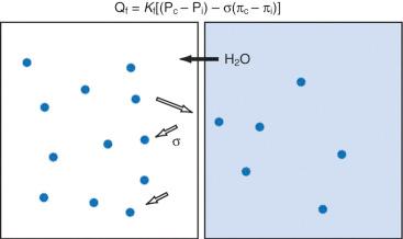 E-FIGURE 9.1, Movement of water from the intracellular to extracellular compartments is described by the Starling equation. See text for details.