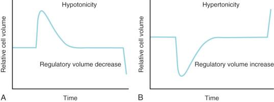 FIGURE 9.1, Activation of mechanisms regulating cell volume in response to volume perturbations. Volume-regulatory losses and gains of solutes are termed regulatory volume decrease (A) and regulatory volume increase (B), respectively. The course of these decreases and increases varies with the type of cell and experimental conditions. Typically, however, a regulatory volume increase mediated by the uptake of electrolytes or a regulatory volume decrease mediated by the loss of electrolytes and organic osmolytes occurs over a period of minutes. When cells that have undergone a regulatory volume decrease (A) or increase (B) are returned to normotonic conditions, they swell above or shrink below their resting volume. This is caused by volume-regulatory accumulation or loss of solutes, which effectively makes the cytoplasm hypertonic or hypotonic, respectively, as compared with normotonic extracellular fluid.