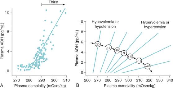 E-FIGURE 9.2, A, Relationship between plasma antidiuretic hormone (ADH) concentration and plasma osmolality in healthy humans in whom the plasma osmolality was changed by varying the state of hydration. Notice that the osmotic threshold for thirst is a few milliosmols per kilogram higher than that for ADH. B, The influence of hemodynamic status on the osmoregulation of ADH in otherwise healthy humans. The numbers in the center circles refer to the percentage change in volume or pressure; N ( in the center circles ) refers to the normovolemic normotensive subject. Notice that the hemodynamic status affects both the slope of the relationship between the plasma ADH and osmolality and the osmotic threshold for ADH release.