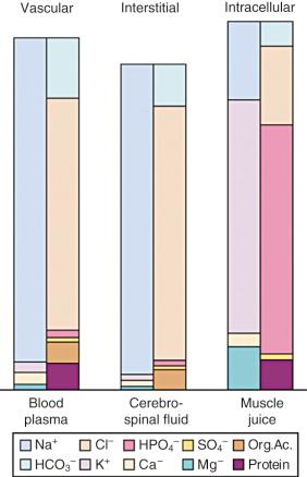 E-FIGURE 9.3, Acid-base composition of body fluids. These diagrams are constructed from average values for the individual factors expressed in terms of acid-base equivalence—that is, as cubic centimeters of one-tenth normal solutions per hundred cubic centimeters of fluid. The base factors are superimposed in the left column and the acid factors are superimposed in the right column for each fluid. The diagrams represent, as is actually the case, a structure composed not of salt but of individually sustained concentrations of ions. The exact acid-base equivalence indicated by the equal height of the two columns is obtained by adjustability of the bicarbonate ion concentration (HCO 3 − ) to any change elsewhere in the structure.