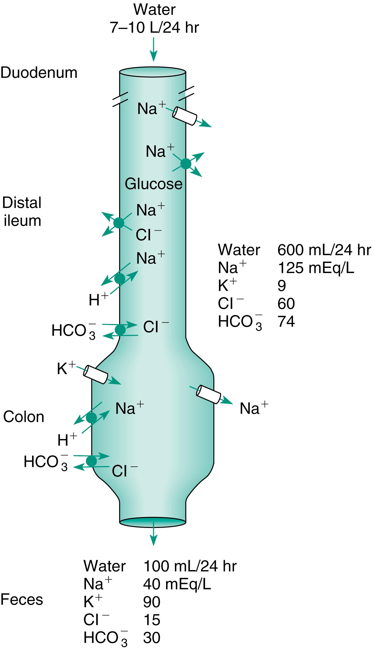 Fig. 12.1, Volume and composition of fluid entering and leaving the gastrointestinal tract during 24 hours. The locations of the various ion transporters are shown along with the volume and composition of the fluid leaving the small intestine and the colon. Cl − , Chloride; H + , hydrogen ion; HCO 3 – , bicarbonate; K + , potassium; Na + , sodium.