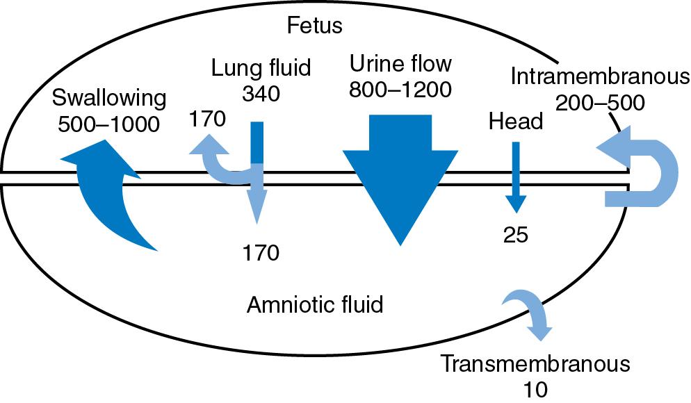 Fig. 3.1, Water flux between the fetus and amniotic fluid during late gestation, shown in mL per day.