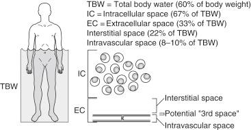Fig. 12.1, Normal body distribution of water.