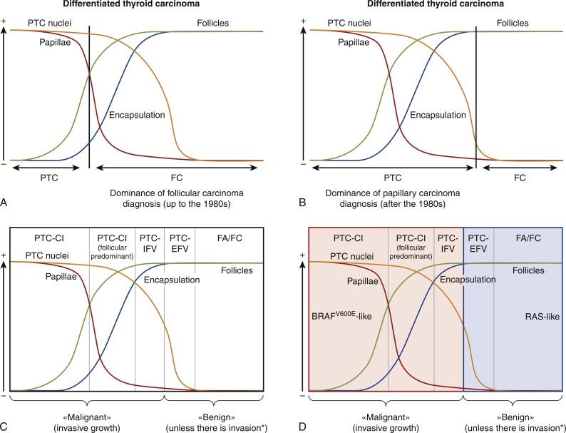 Fig. 22.1, Basic histopathologic concepts for the diagnosis and classification of thyroid carcinoma. Four basic morphologic features are used to diagnose tumors of follicular cell derivation: (1) papillary growth pattern; (2) follicular growth pattern; (3) presence of a tumor capsule and of its invasion, in the form of capsular or vascular invasion; (4) alterations of nuclear morphology typical of papillary carcinoma. The black vertical bar in panels A and B represents the “histologic border” between the cases diagnosed as papillary carcinoma (on the left) and follicular carcinoma (on the right). These four basic morphologic features correlate with the thyroid carcinoma diagnostic subtypes ( C ) and molecular signatures ( D ). PTC, papillary thyroid carcinoma; FC, follicular carcinoma; PTC-Cl, classic papillary thyroid carcinoma; PTC-IFV, infiltrative follicular variant of papillary thyroid carcinoma (infiltrative tumor with partial or absent tumor capsule); FA/FC, follicular thyroid adenoma/follicular carcinoma. *Invasion of the tumor capsule or of vascular spaces. (Redrawn from Tallini G, Tuttle RM, Ghossein RA. The history of the follicular variant of papillary thyroid carcinoma.