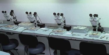 FIGURE 30.5, Dissecting stereomicroscopes on cutting table.
