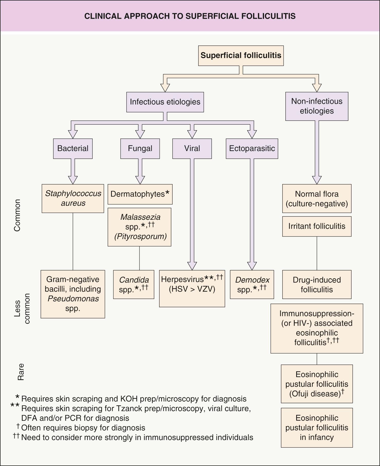 Fig. 38.1, Clinical approach to superficial folliculitis.