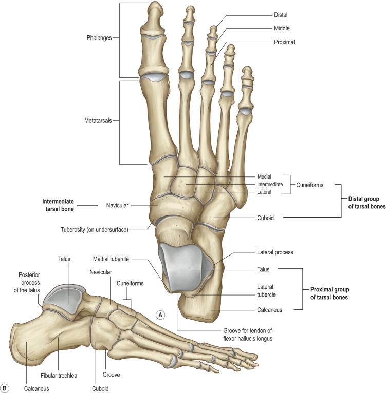 FIG. 4.10.2, Bones of the foot. (A) Dorsal view. (B) Lateral view.