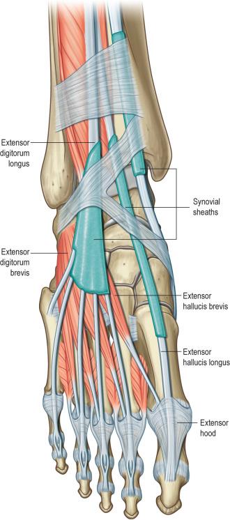 FIG. 4.10.3, Dorsal foot tendon anatomy.