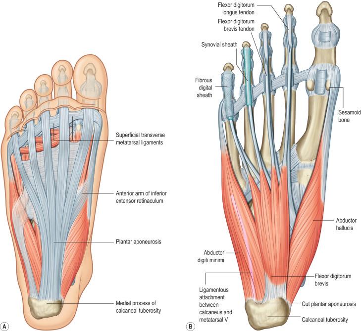 FIG. 4.10.4, Plantar foot tendon and muscle anatomy. (A) Superficial layer of the plantar foot, including the plantar aponeurosis. (B) First layer of muscles in the plantar foot.