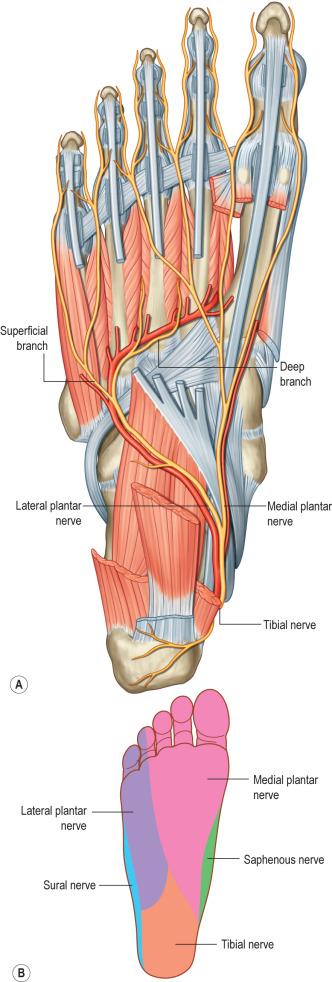 FIG. 4.10.5, Innervation of the foot. (A) Nerve anatomy of the plantar foot. (B) Cutaneous mapping of plantar foot nerve distributions.