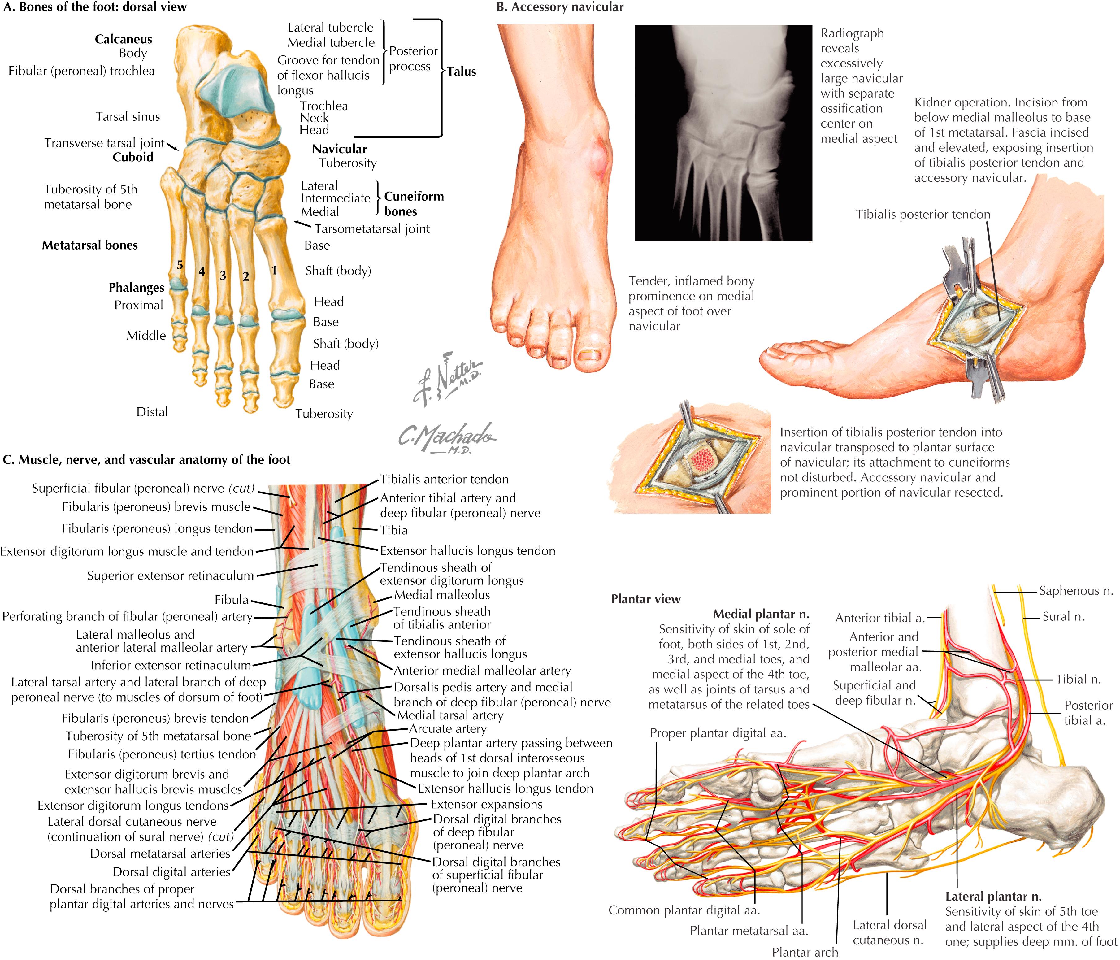 Figure 60.1, Bones, muscles, and vessels of the foot.