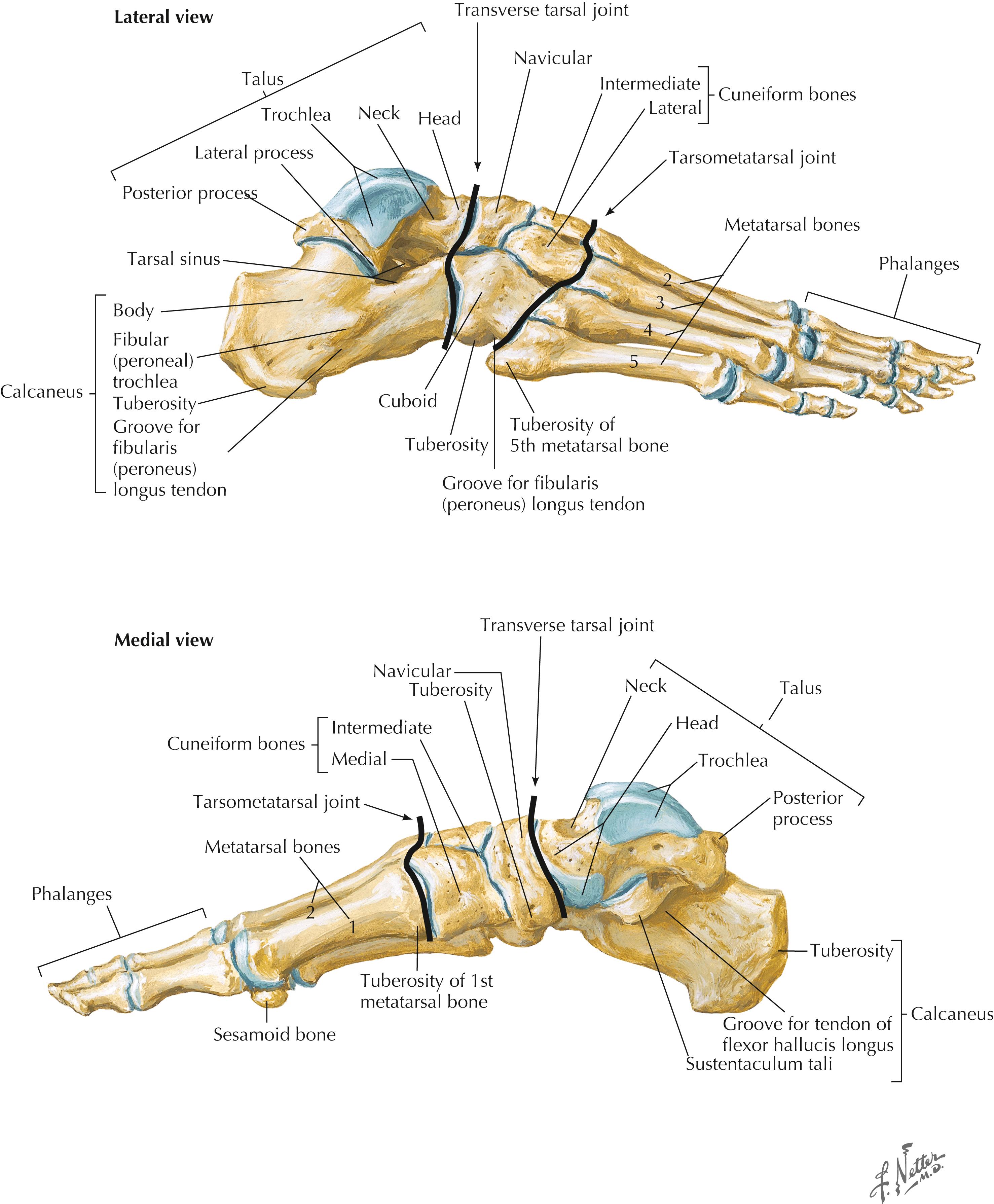 Figure 8-1, Bones of the foot.