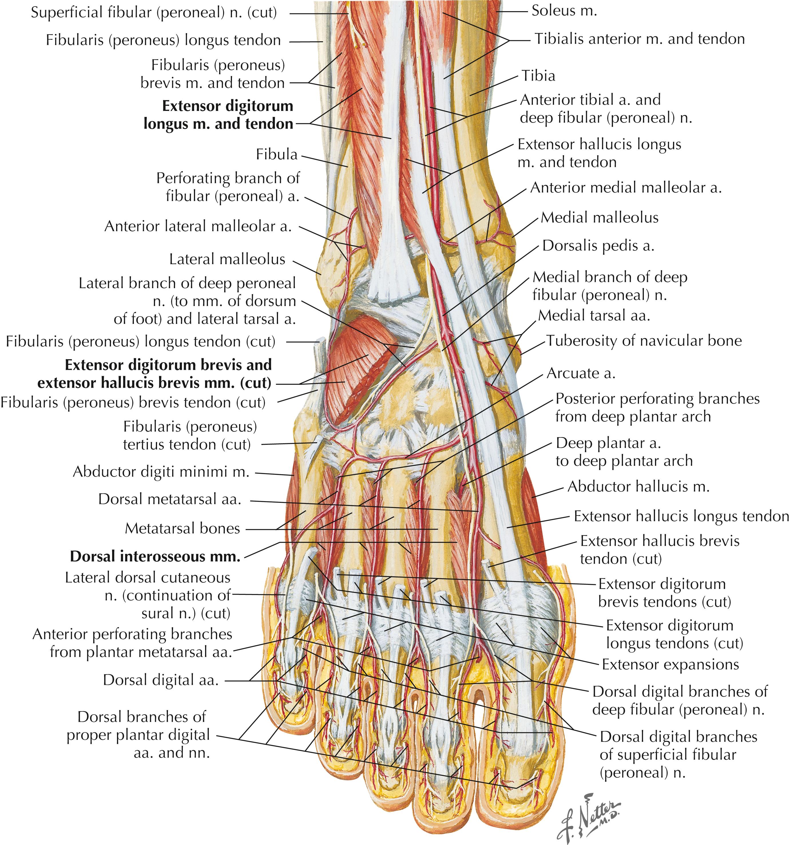 Figure 8-11, Muscles, arteries, and nerves of front of ankle and dorsum of foot: deeper dissection.