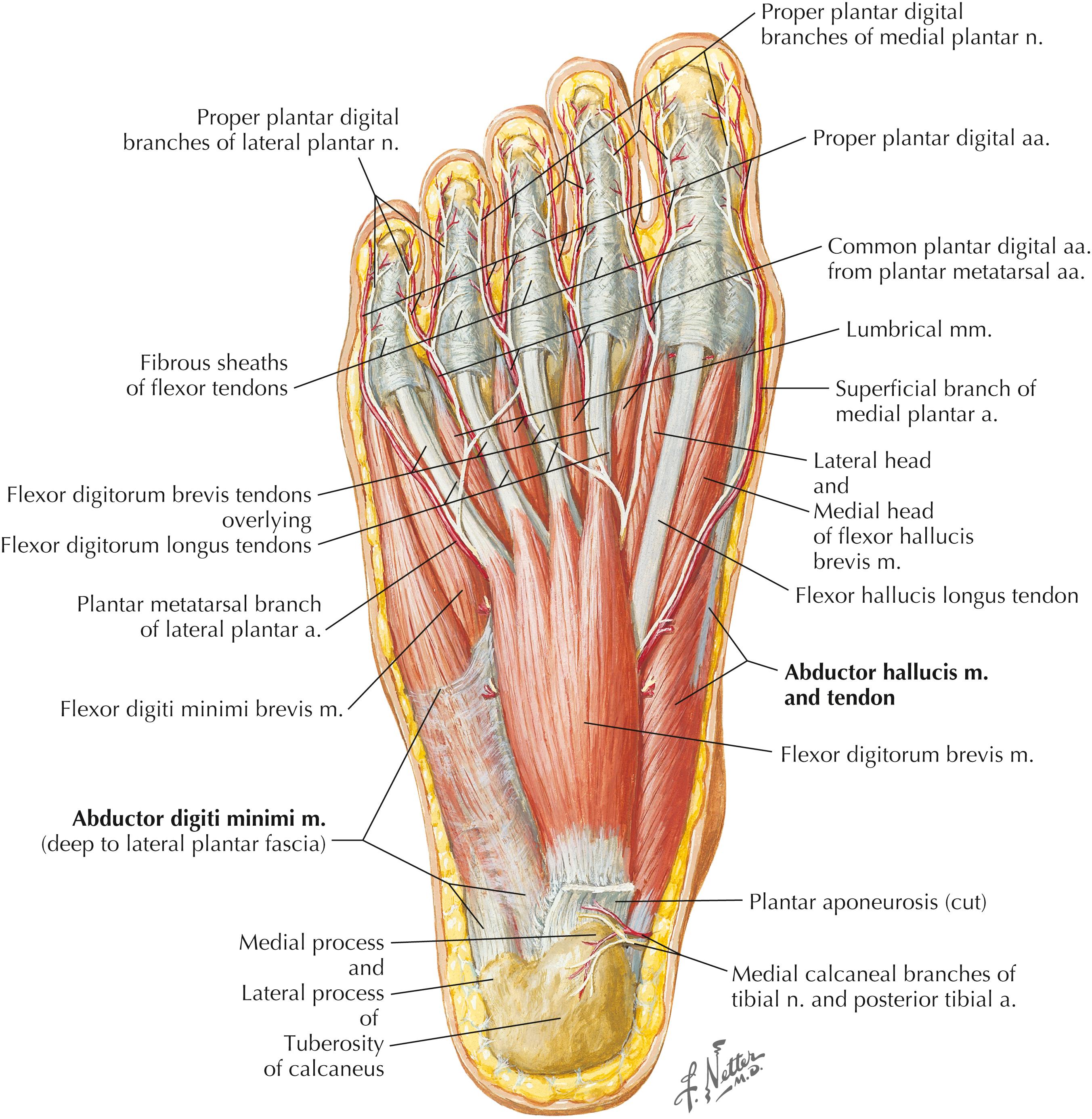 Figure 8-12, Muscles of sole of foot: first layer.