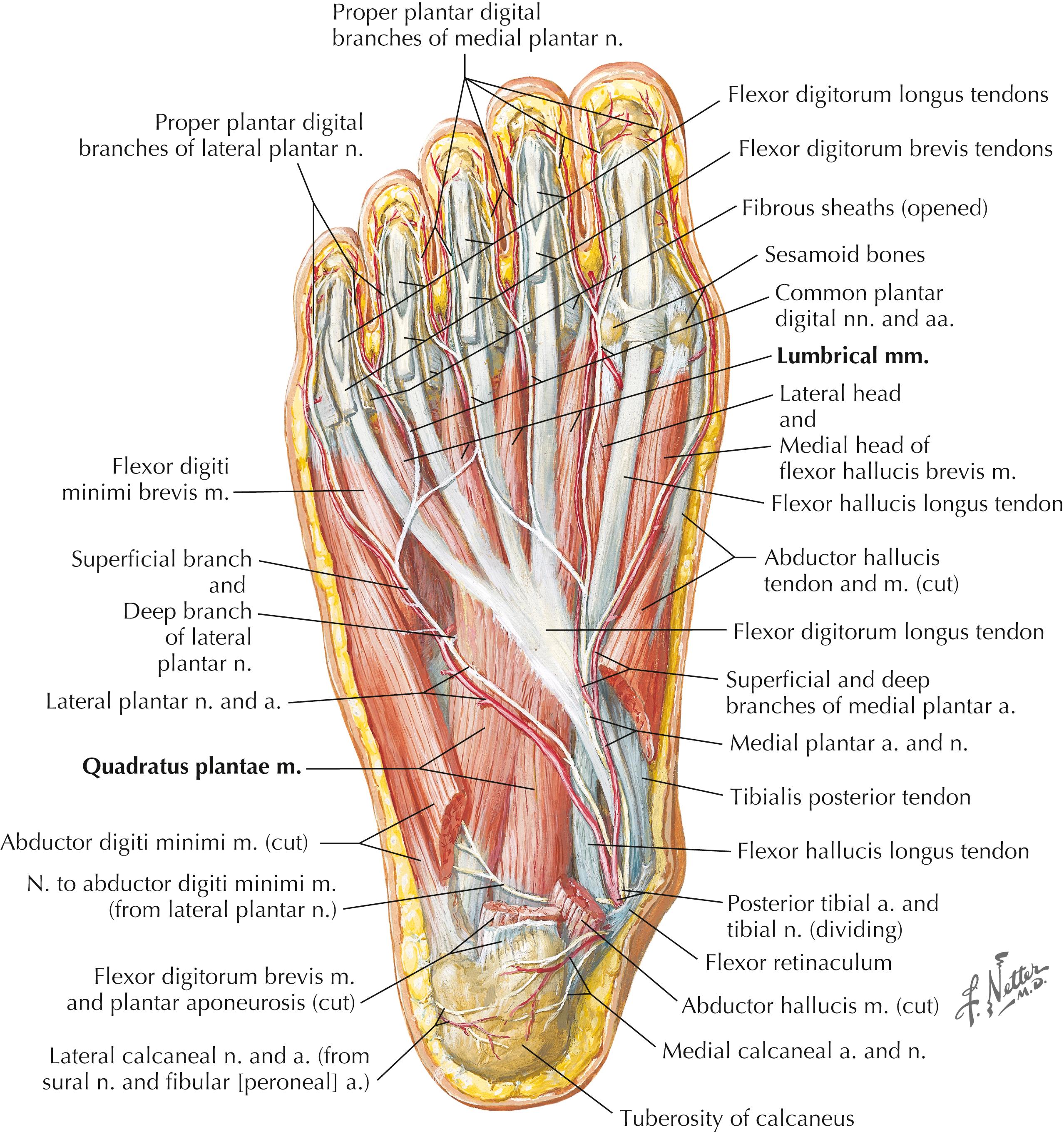 Figure 8-13, Muscles of sole of foot: second layer.