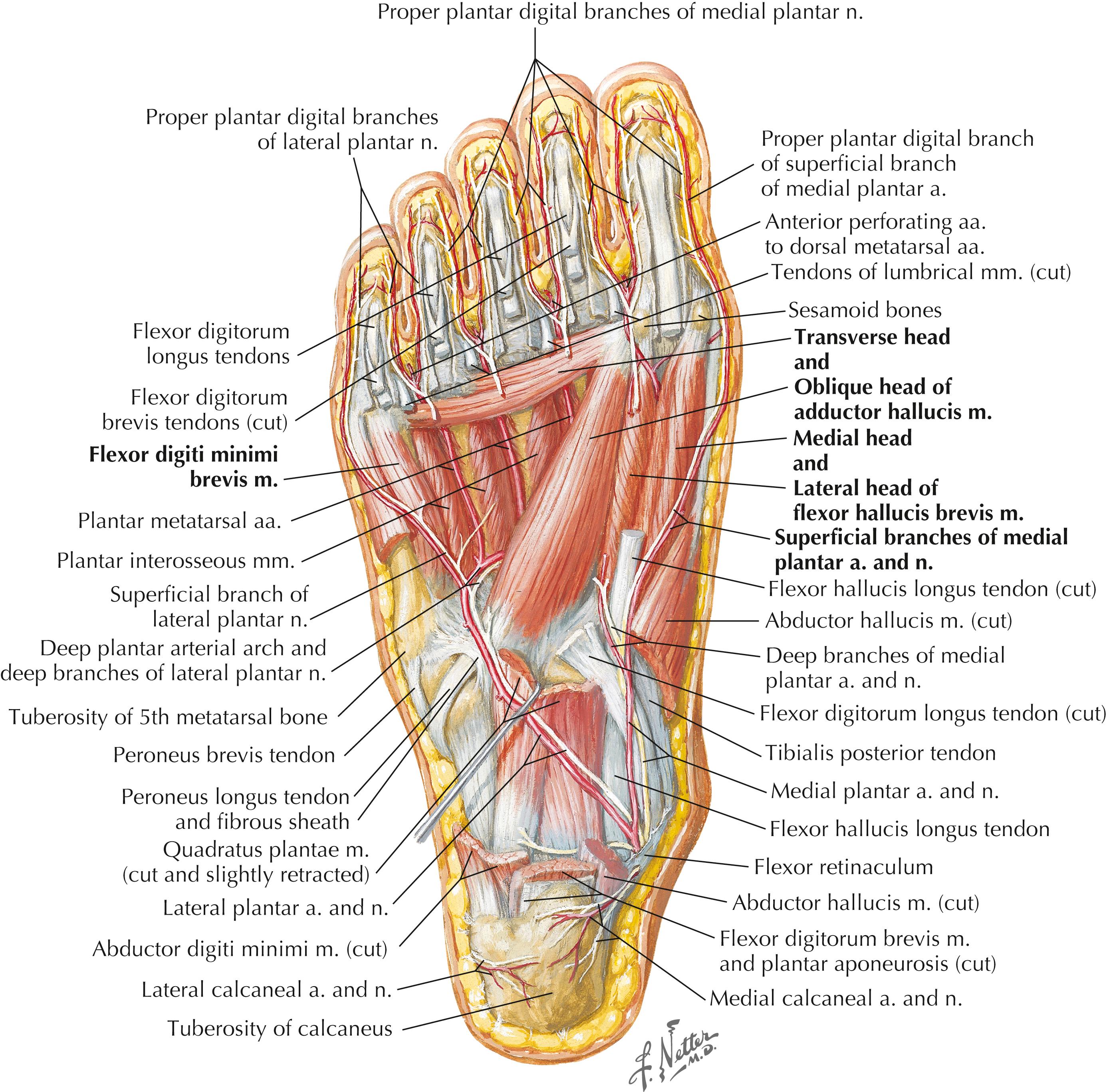 Figure 8-14, Muscles of sole of foot: third layer.