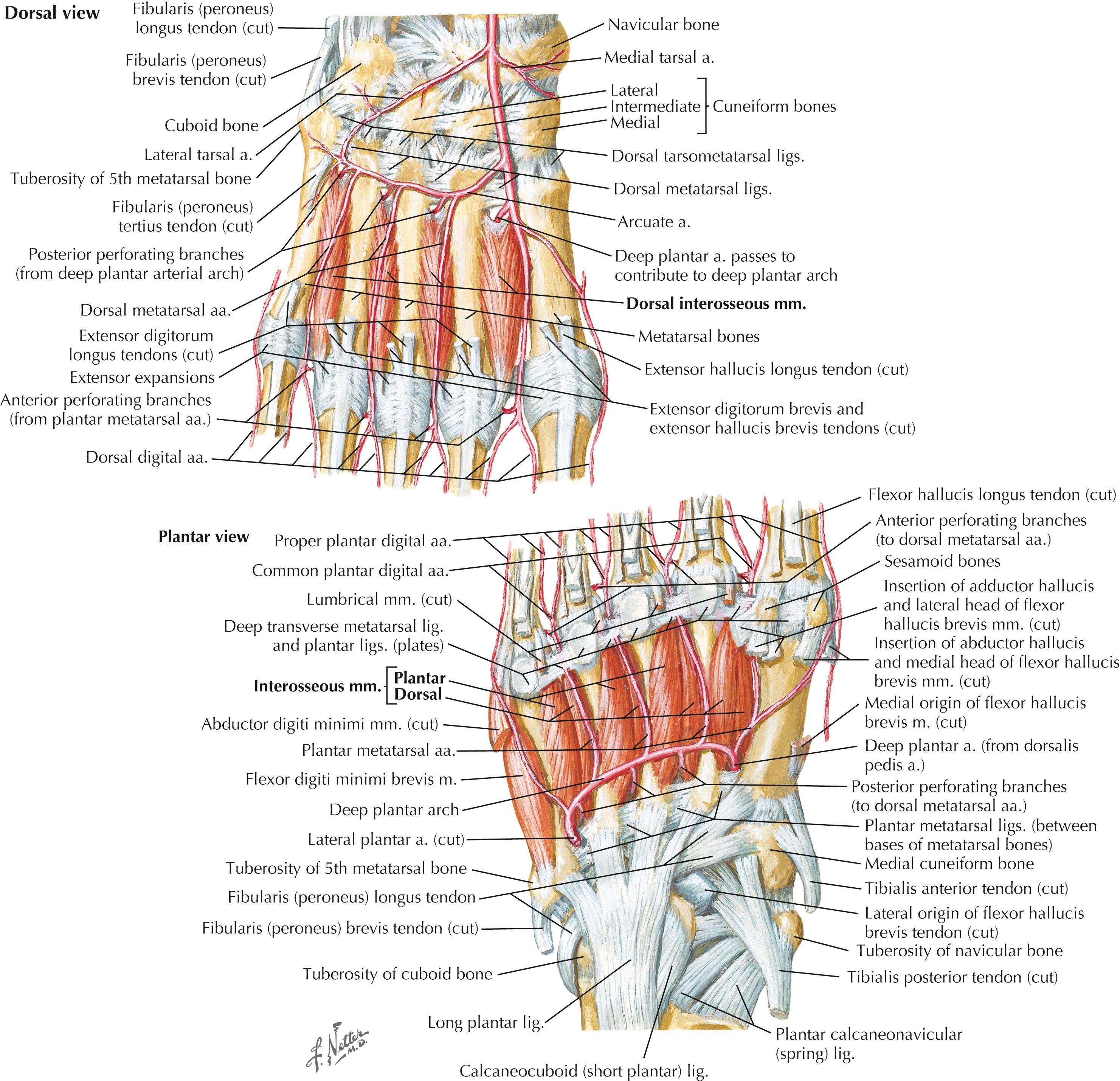 Figure 8-15, Interosseous muscles and plantar arterial arch.