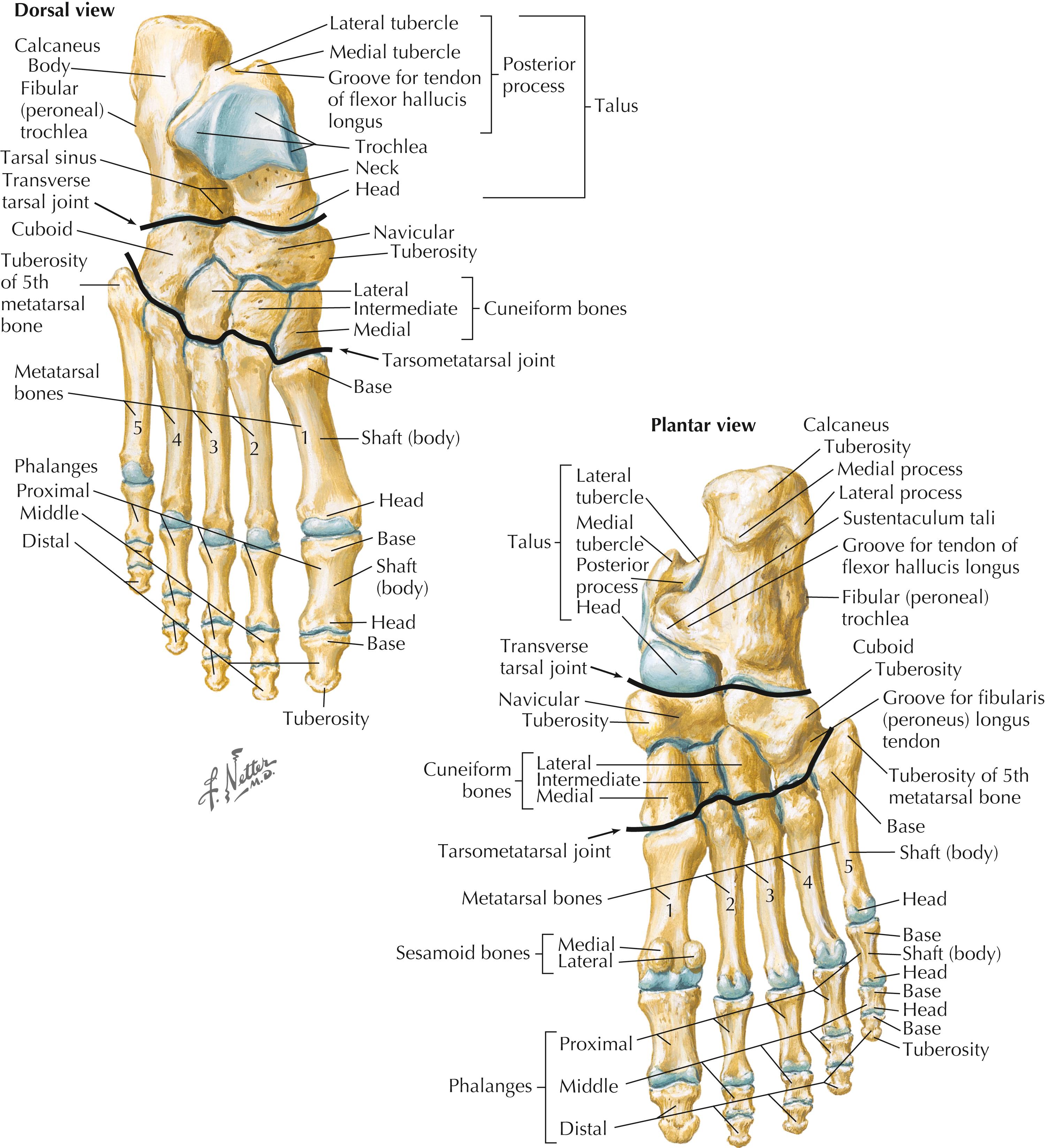 Figure 8-2, Bones of the foot.