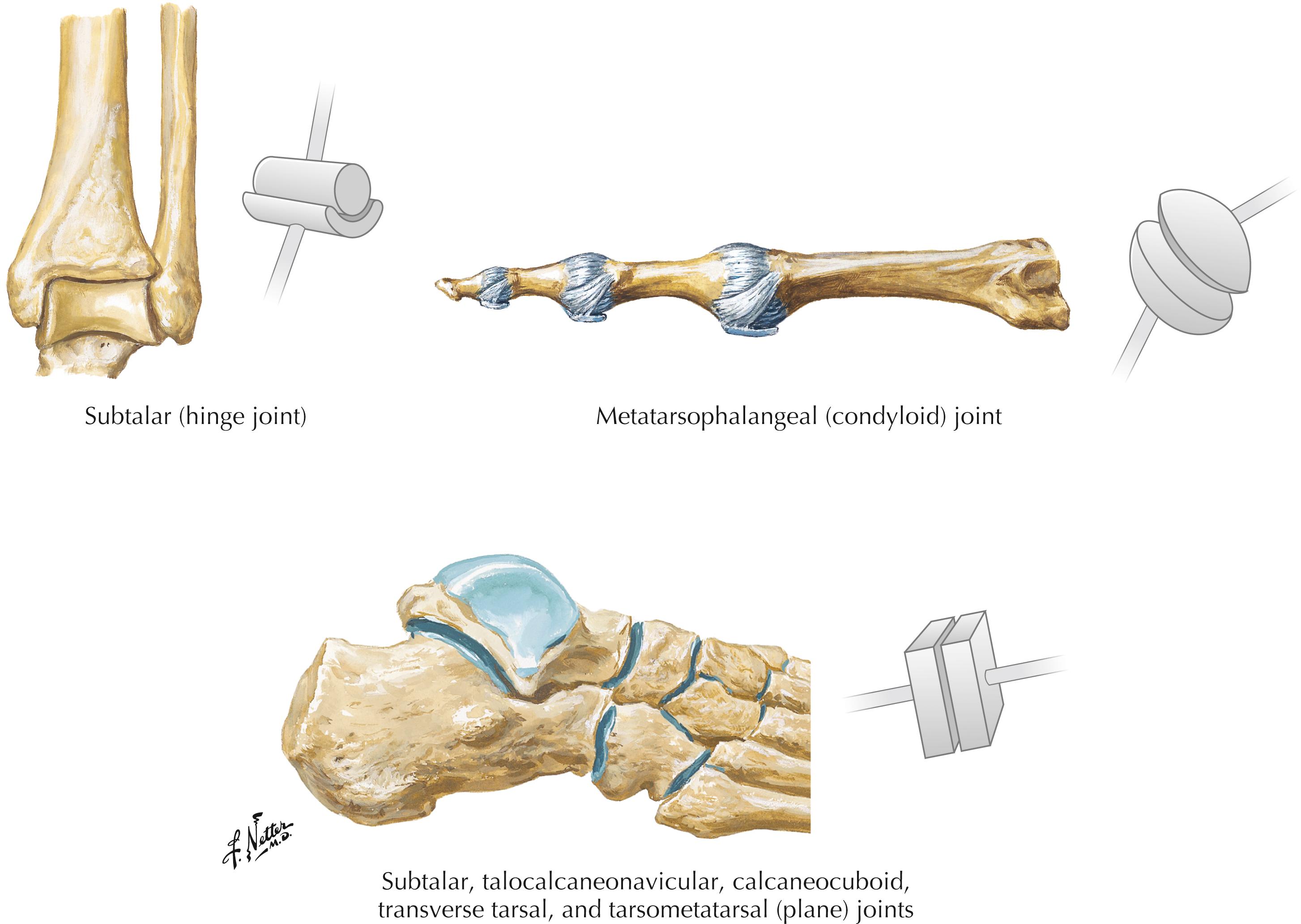 Figure 8-3, Talocrural (hinge) joint.