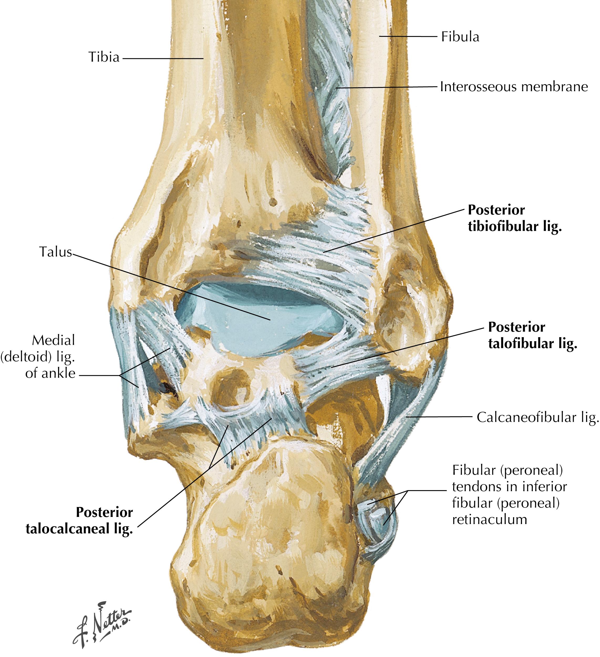 Figure 8-4, Calcaneus: posterior view with ligaments.