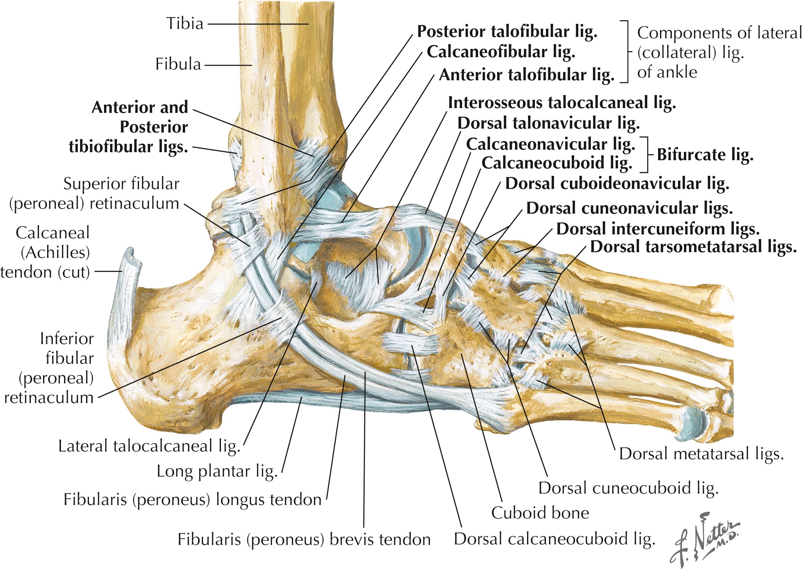 Figure 8-5, Ligaments of ankle: lateral view of right foot.