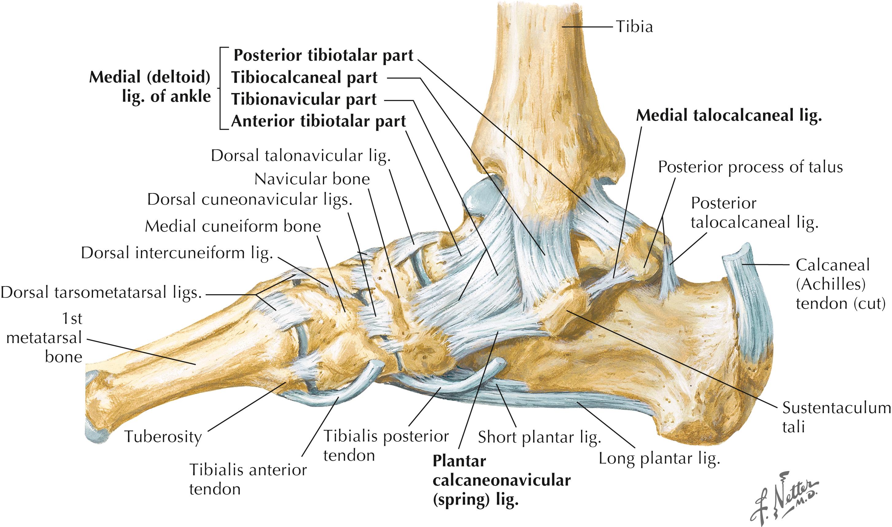 Figure 8-6, Ligaments of ankle: medial view of right foot.