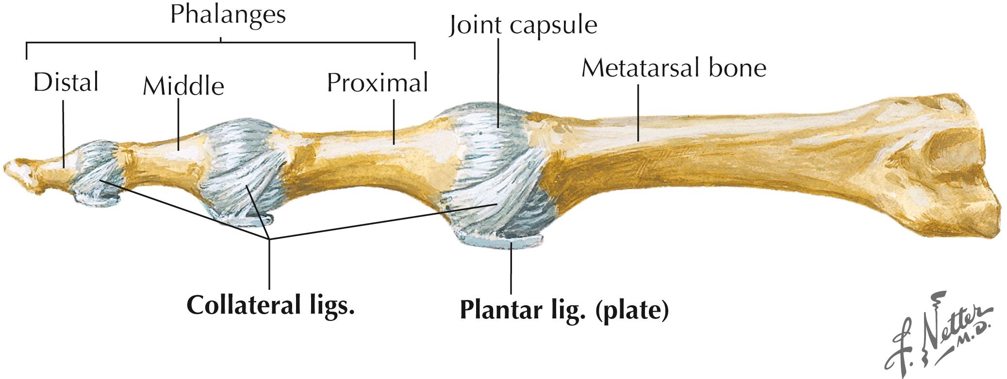Figure 8-7, Capsules and ligaments of metatarsophalangeal and interphalangeal joints: lateral view.