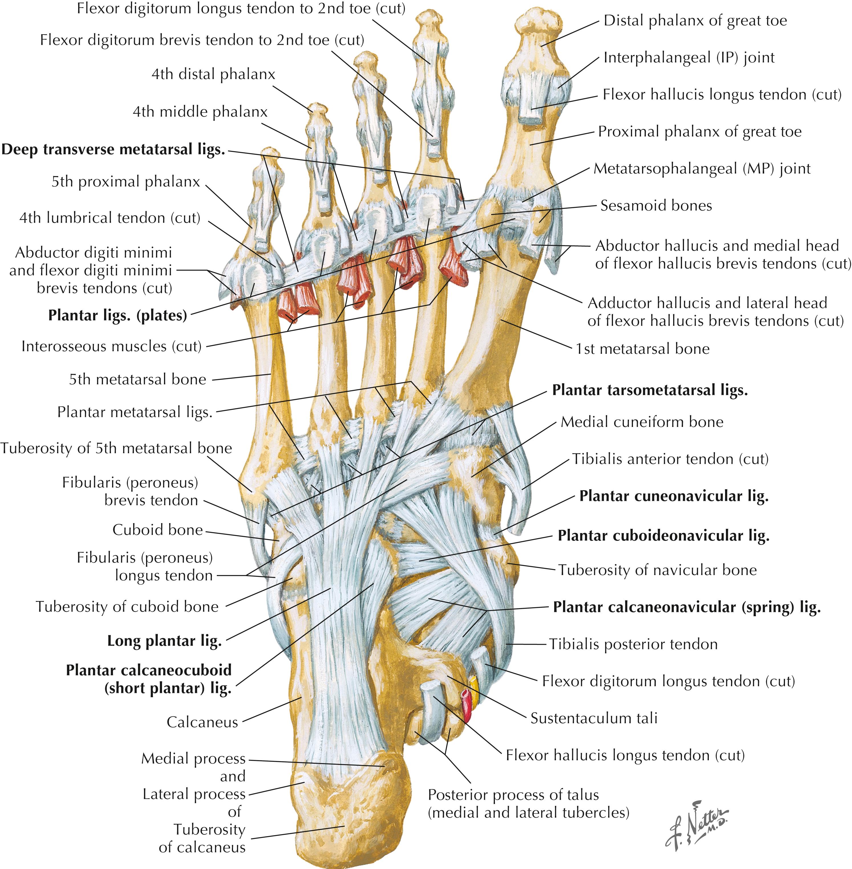 Figure 8-8, Ligaments and tendons of foot: plantar view.