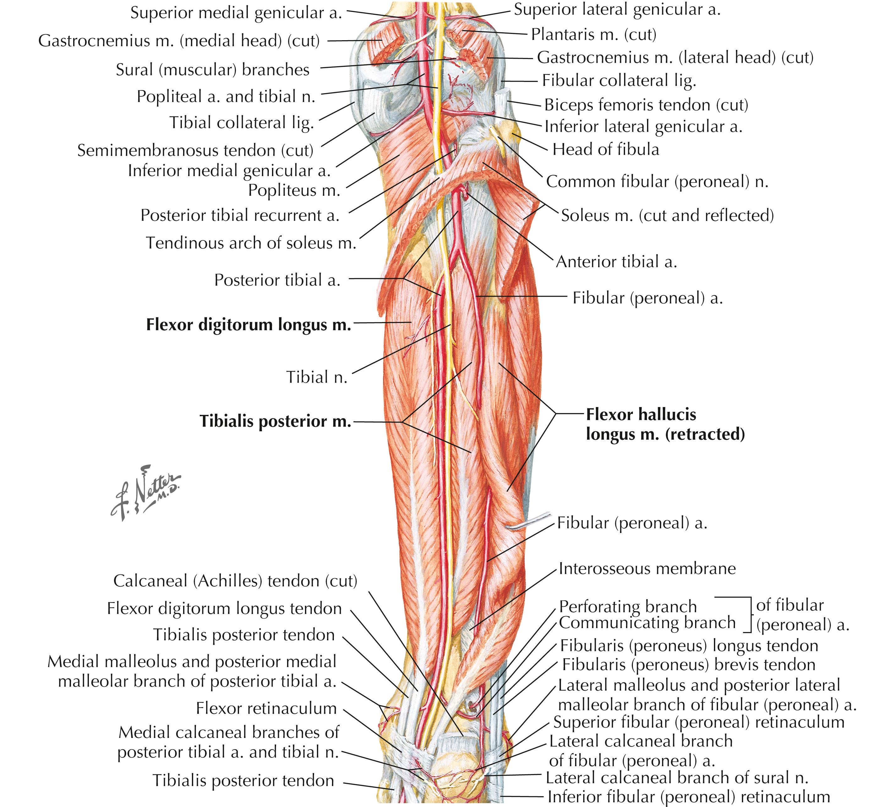 Figure 8-10, Muscles of leg: posterior view.